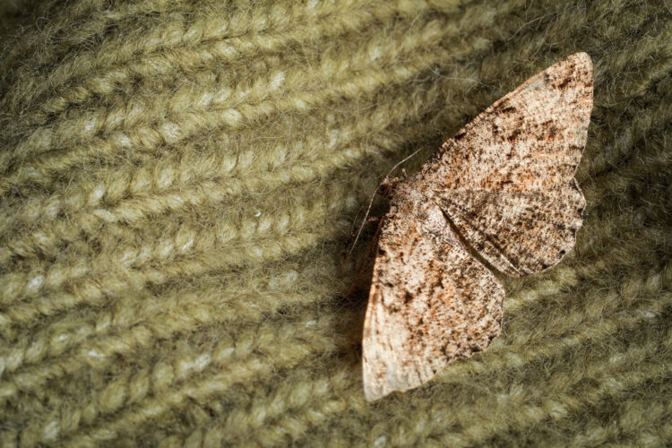 polilla