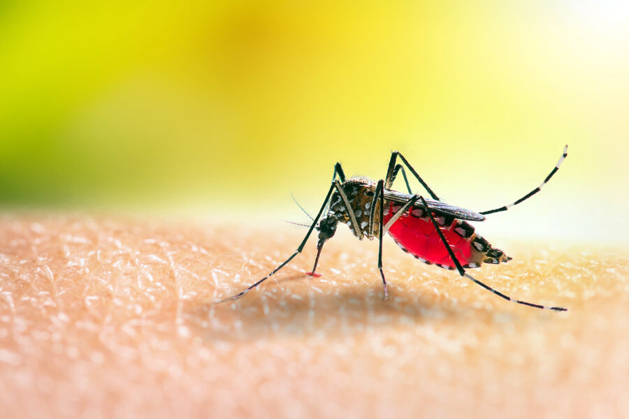 mosquito Aedes picando a un ser humano