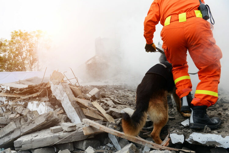 un integrante de protección civil y un pastor alemán buscan personas desaparecidas sobre escombros