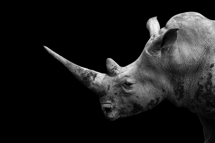 cabeza de un rinoceronte gris con fondo negro