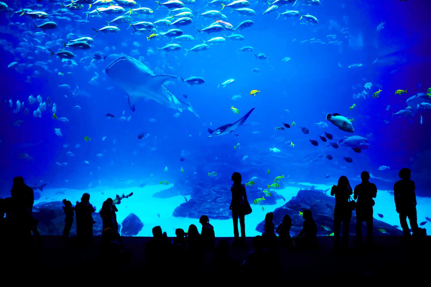 Visitantes contemplando la inmensa biodiversidad marina en el Acuario de Georgia, una de las instalaciones más grandes y famosas del mundo