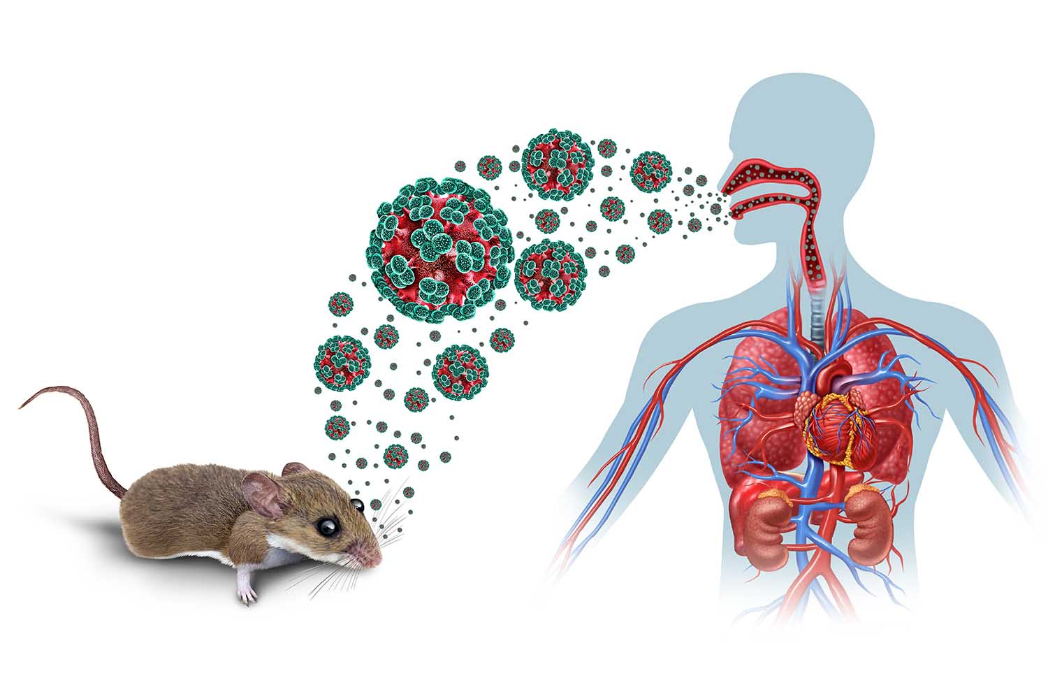 Qu Es El Hantavirus Y Sus S ntomas Segurilatam qu-es-el-hantavirus-y-sus-s-ntomas-segurilatam