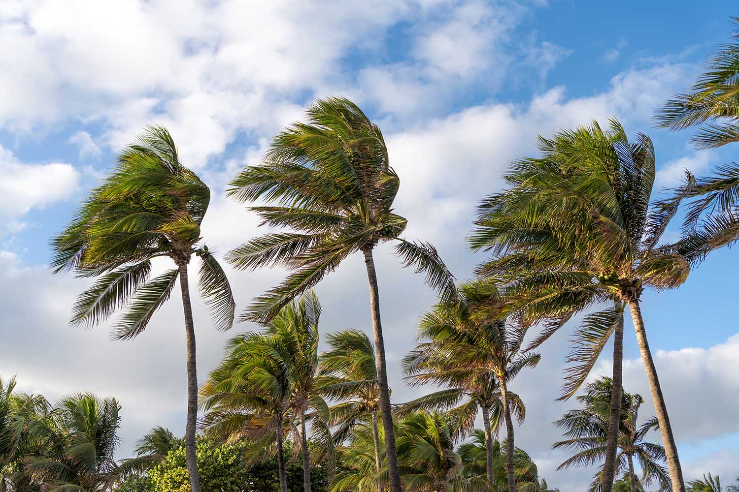 palmeras agitadas por el viento en Miami